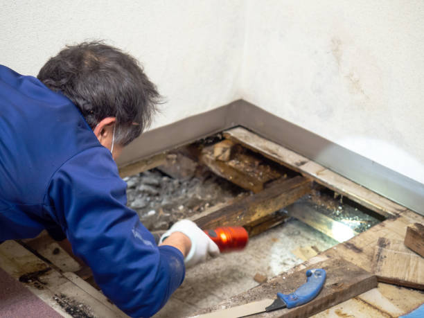 Best Professional Mold Removal  in Ly Lake, IL