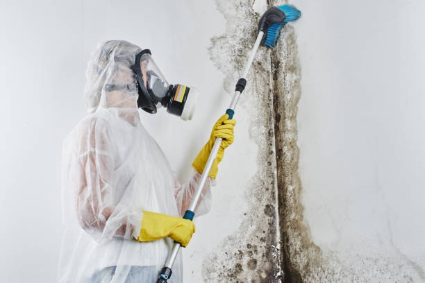 Best Residential Mold Removal  in Ly Lake, IL