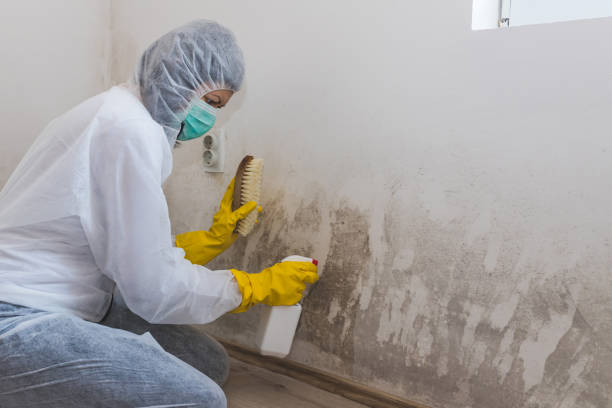 Best Mold Damage Repair  in Ly Lake, IL
