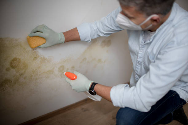 Best Emergency Mold Removal  in Ly Lake, IL