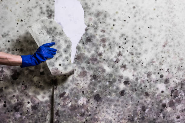 Best Black Mold Removal  in Ly Lake, IL
