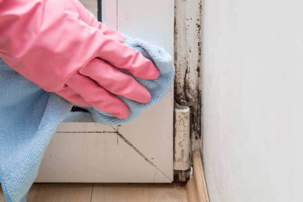 Best Local Mold Removal Service  in Ly Lake, IL