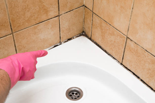 Best Same-Day Mold Removal  in Ly Lake, IL
