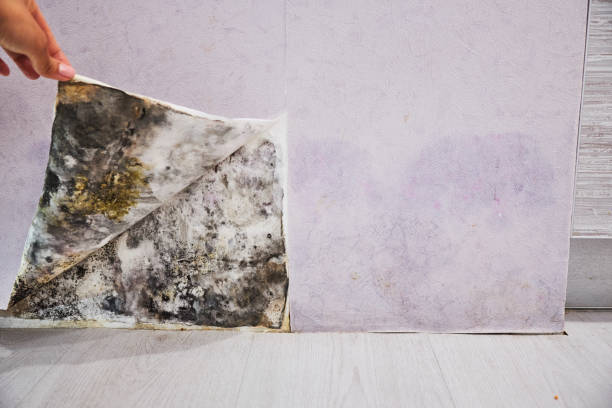 Best Certified Mold Removal  in Ly Lake, IL